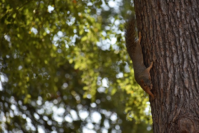 卢雄鸡的全 卢雄鸡的全
